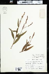 Polygonum hydropiperoides image