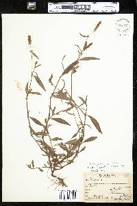 Polygonum persicaria image