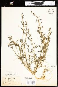 Atriplex glabriuscula image