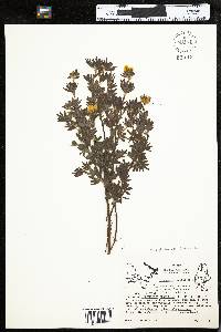Dasiphora fruticosa ssp. floribunda image