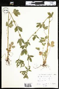 Potentilla norvegica image