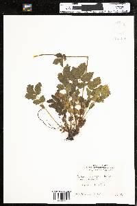 Potentilla arguta ssp. arguta image