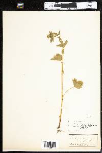 Potentilla norvegica image