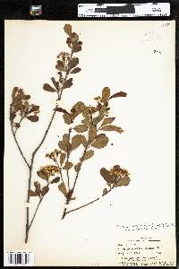 Geum aleppicum image