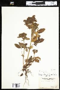 Potentilla norvegica image