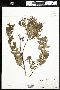 Rosa nitida image