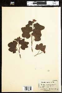 Rubus chamaemorus image