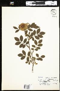 Rosa virginiana image