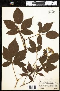 Rubus allegheniensis image