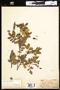 Rosa virginiana image