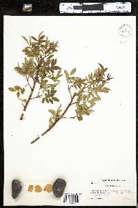 Rosa nitida image