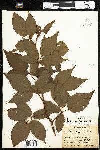 Rubus allegheniensis image