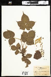 Rubus allegheniensis image