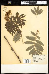 Sorbus aucuparia image