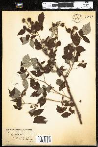 Rubus idaeus image