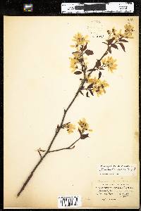 Amelanchier laevis image