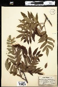 Sorbus americana image