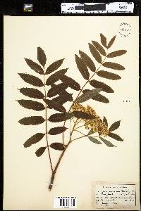 Sorbus americana image