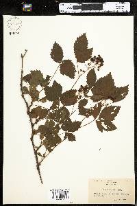 Rubus setosus image