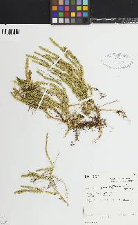 Lycopodium annotinum image