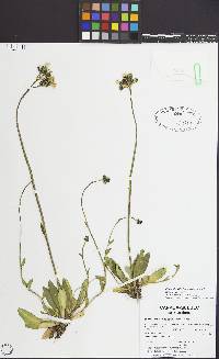 Image of Pilosella floribunda