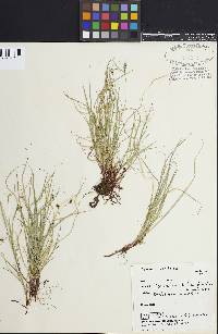 Image of Carex deflexa