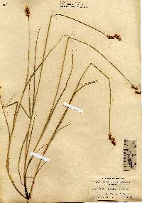 Carex hormathodes image