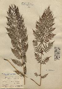 Image of Athyrium angustum