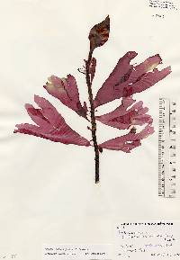 Image of Palmaria palmata