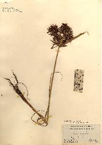 Cyperus odoratus image