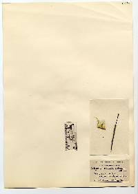 Image of Oedogonium crenulatocostatum