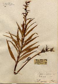 Image of Lilium lancifolium