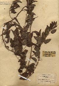 Image of Smilax herbacea