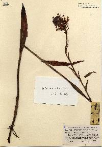 Image of Habenaria ciliaris