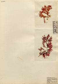 Image of Callophyllis flabellulata