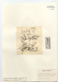 Chondria collinsiana image