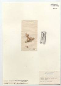 Image of Herposiphonia pecten-veneris