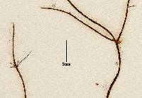Acrothrix gracilis image