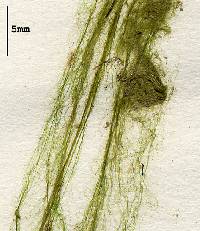 Microspora stagnorum image