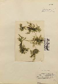 Image of Bryopsis pennata