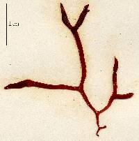 Gloiopeltis furcata image