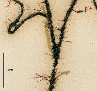 Calothrix parasitica image