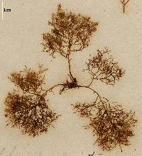 Chondria capillaris image