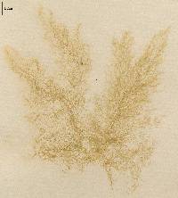 Cladophora sericea image