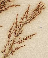Chondria dasyphylla image