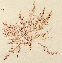 Chondria capillaris image
