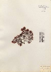 Image of Cystoclonium purpureum