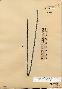 Image of Pneophyllum fragile