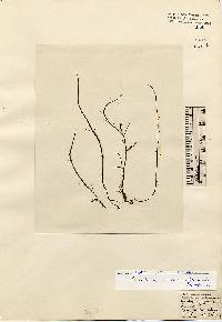 Image of Gracilaria gracilis