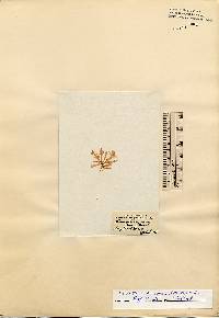 Image of Lomentaria orcadensis